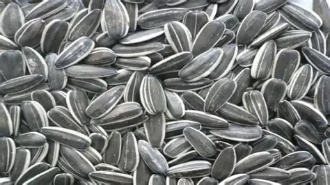 شوال وزر شمس 12 كجم