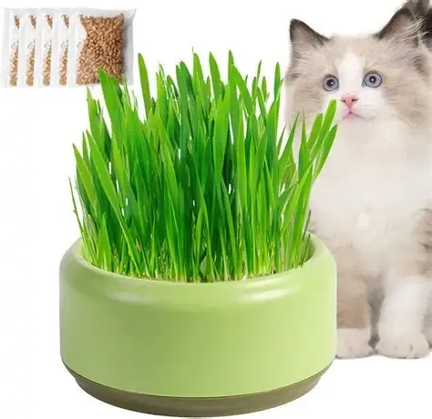 Cat Grass Bowl